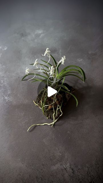 James Wong 🌱 | Plants & Nature on Instagram: "SAMURAI ORCHIDS

I was so happy to see my little neofinetia orchid (now classified as Vanda falcata) bursting into flower this week, that I had to make a reel to tell you its story.

What I love about growing plants is how many of them are a direct link to fascinating social histories from all over the world.

#vanda #vandafalcata #neofinetia #orchidsofinstagram" Plants Nature, Growing Plants, So Happy, All Over The World, How Many, Orchids, To Tell, I Love, The World