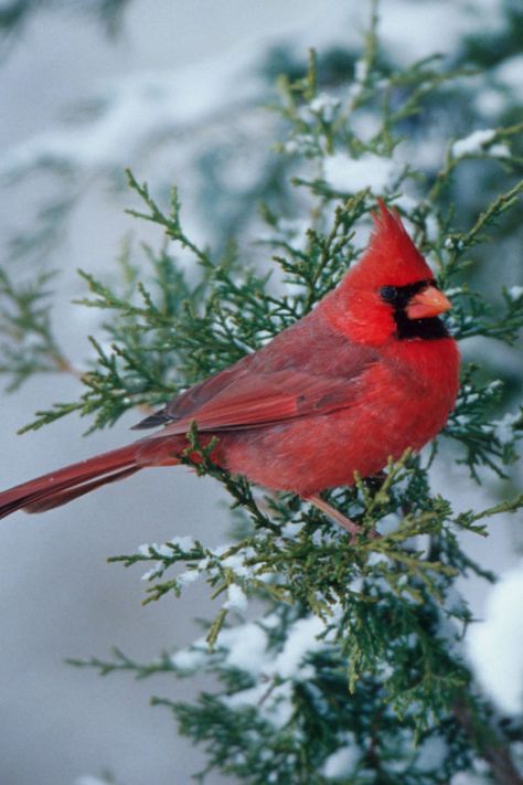 How To Help Birds Survive Winter - 3 Ways To Keep Birds Alive! Animals Symbolism, Cardinal Symbolism, Native American Beliefs, Native American Stories, Survive Winter, Bird Feeder Craft, Bushes And Shrubs, Black Oil Sunflower Seeds, Native American Traditions