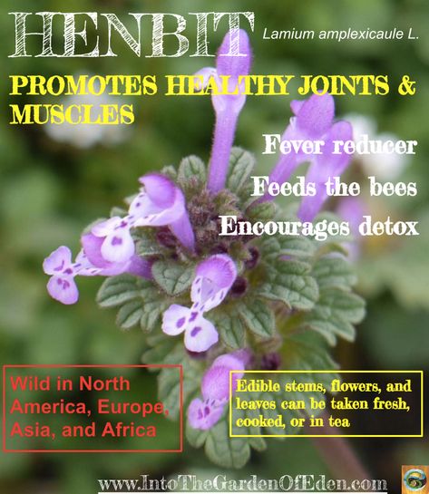 Henbit Recipe, Henbit Uses, Henbit Medicinal Uses, Edible Stem, Medicinal Wild Plants, Medicinal Weeds, Edible Weeds, Wild Food Foraging, Medicinal Herbs Garden