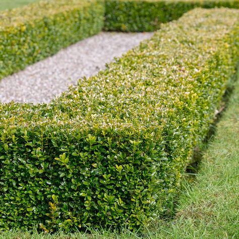 Dreaming of a garden that stays green all year round? 💚 The Japanese Boxwood is your go-to! 🍃 Perfect for hedges, borders, or topiaries, it’s as versatile as it is hardy (for USDA zones 6-10) ✨ Order yours today from Plants by Mail and add a touch of evergreen to your landscape! ➡️ (link in bio) Mcm Garden, Entry Addition, Wintergreen Boxwood, Hedges Landscaping, Box Hedge, Japanese Boxwood, Evergreen Landscape, Box Hedging, Evergreen Bush