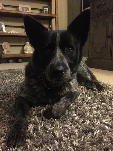 Blue Heeler Aesthetic, Aussie Cattle Dog, Dog Reference, Pretty Puppies, Heeler Dogs, Austrailian Cattle Dog, Blue Heelers, Blue Heeler Dogs, Cattle Dogs