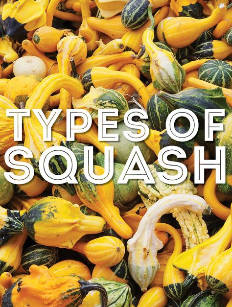 From acorn squash to zucchini, we're covering the most popular types of squash from A to Z in this helpful guide to squash! Different Kinds Of Squash, Types Of Zucchini, Types Of Squash, Sweet Dumpling Squash, Squash Types, Fig Varieties, Squash Varieties, Sweet Dumplings, Acorn Squash Recipes