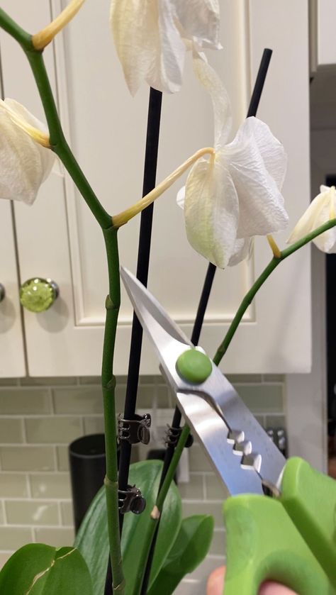 How To Make My Orchid Bloom Again, How To Root An Orchid, What To Do When Orchid Flowers Fall Off, How To Replant An Orchid, Taking Care Of Orchids How To, Care Of Orchids How To Take, Orchid Care In Water, Replant Orchids Plants, Care For Orchids After Blooming