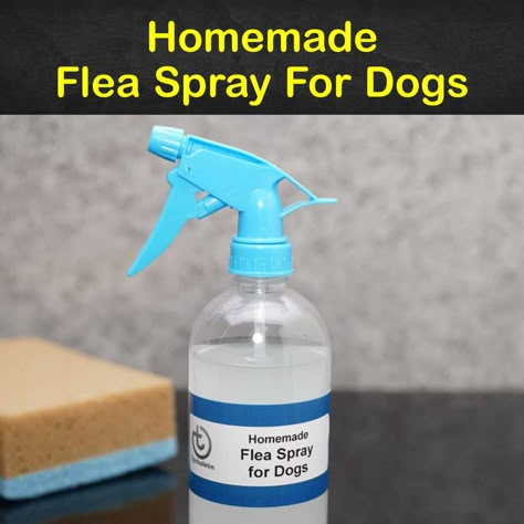 Flea Spray For Furniture, Diy Flea Spray, Diy Flea Killer, Flea Spray For House, Kill Fleas On Dogs, Homemade Flea Spray, Flea Spray For Dogs, Dog Flea Remedies, Tick Spray For Dogs