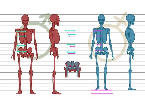 Male vs female skeleton Male Vs Female Anatomy, Anatomy Tips, Male Skeleton, Female Skeleton, Male Vs Female, Skeleton Drawings, Draw Human, Human Bones, Anatomy Study