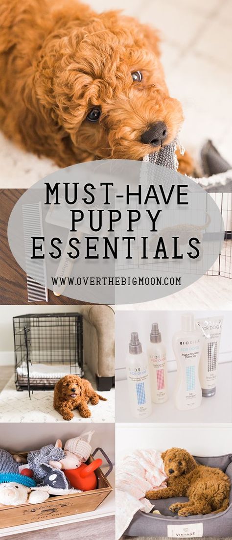 Puppy Essentials to help train and make the puppy transition into your home pleasant!! Plus, pictures of the cutest Goldendoodle EVER! From www.overthebigmoon.com! Dog Essentials Products, Skillet Dip, Guacamole Bites, Puppy Items, Puppy Essentials, Puppy List, New Puppy Checklist, Puppy Checklist, Mini Goldendoodle Puppies