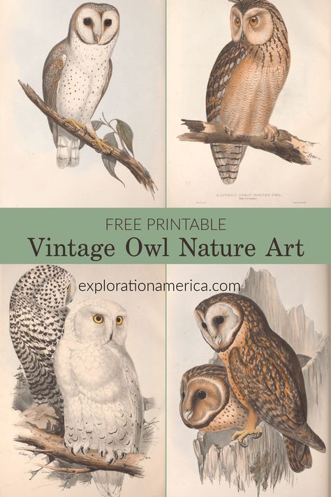 19 FREE vintage OWL nature scenes - perfect for classroom and nature station learning resources or DIY home decor! Print and hang! #printable #art #free #freeprintable #printableart #nature #poster #vintage #owls #wildlife #learning #classroom #home #decor #homedecor #diy Vintage Owl Prints, Vintage Owl Decor, Vintage Educational Posters, Free Printable Vintage Photos, Free Forest Printables, Dark Academia Free Printables, Bird Printables Free, Free Woodland Printables, Owl Printables Free