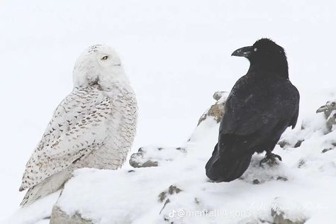 The Crows, Snow Owl, Crows Ravens, Caught On Camera, Man Down, Pretty Animals, Snowy Owl, Silly Animals, Awkward Moments