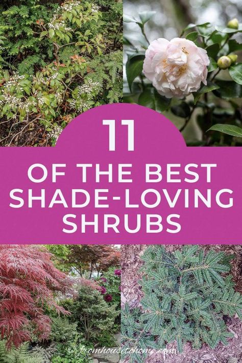 These shade bushes are perennial plants that will look beautiful in in backyards or front yards. Many of these shade plants are evergreen, low maintenance and flowering shrubs that grow well under trees and are perfect for your shade garden landscapes. Click through to find out more. #fromhousetohome #shrubs #gardenideas #shadegarden  #shadelovingshrubs #shadeplants Best Shrubs For Shade, Evergreens For Shade, Shade Loving Shrubs, Plants Under Trees, Evergreen Bush, Shade Garden Design, Twig Dogwood, Shade Shrubs, Flowering Bushes