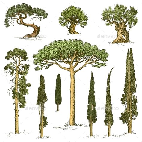 Set of Engraved Hand Drawn Trees Tree Trunk Drawing, Bonsai Drawing, Black Olive Tree, Drawn Tree, Ormanlık Alan, Tree Plan, Beach Icon, Tree Sketches, Infographic Illustration