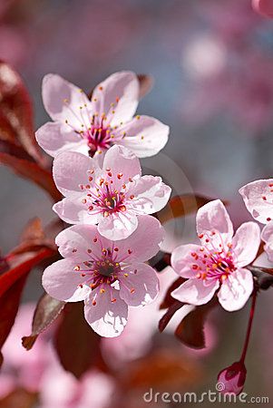 Pink cherry blossom by Olinkau, via Dreamstime Cherry Blooms, Cherry Flower, Pink Cherry Blossom, Cherry Blossom Art, Flower Meanings, Sakura Flower, Blossoms Art, Sakura Cherry Blossom, Cherry Blossom Flowers