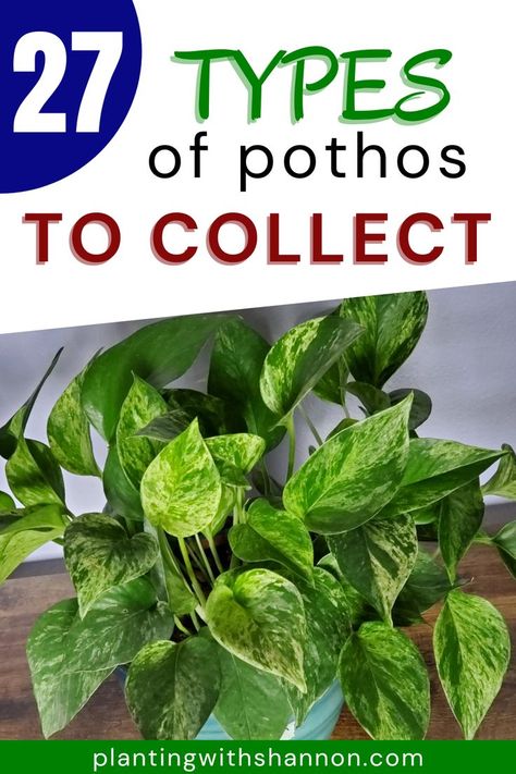 A marble queen pothos. Types Of Pothos Plants, Types Of Pothos, Pothos Plant Care, Pothos Plants, Low Maintenance Indoor Plants, Plant Care Houseplant, Flower Garden Design, Pothos Plant, Plant List