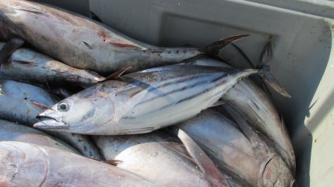 Kenapa Bangkai Ikan Halal? Ini Alasannya Traditional Market, Indonesia, Fish