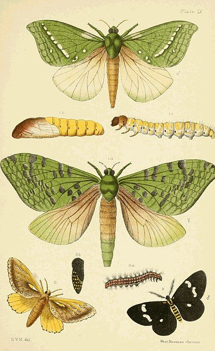 Nature Retreat, Fauna Illustration, Vintage Anatomy, Science Illustration, Illustration Botanique, Butterfly Illustration, Insect Art, Vintage Illustrations, Scientific Illustration