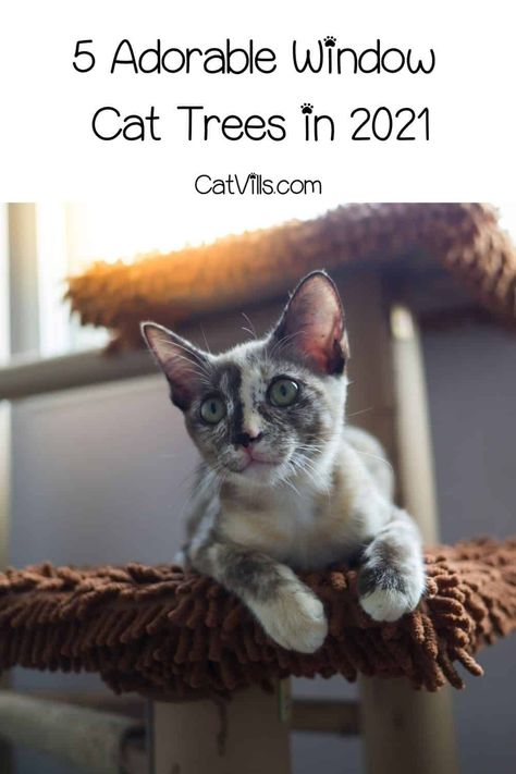 Looking for a window cat tree? Check out our expert's review of the 5 window cat trees that provide a comfortable viewing spot for your feline. Keep reading! Small Cat Tree, Cat Window Hammock, Cat Window Perch, Cool Cat Trees, Cat Vs Dog, Cat Tree Condo, Cat Window, Cat Trees, Cat Care Tips