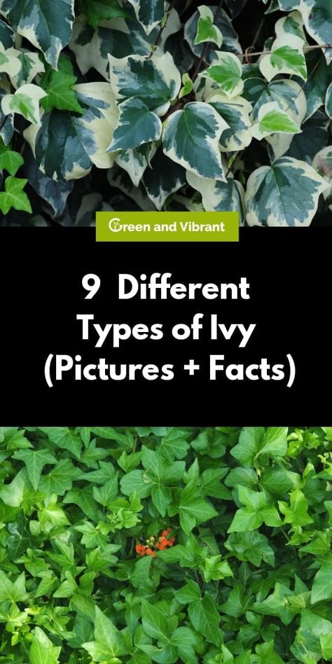 Ivy plants are climbing evergreen vines that offer great versatility in the home garden. There are many types of ivy to choose from, depending on your climate and what you want from your ivy plant. Climbing Ivy Trellis, Ivy Outdoor Ideas, Growing Ivy Outdoors, Ivy Landscaping Ideas, Ivy Plant Outdoor, Ivy Growing On House, English Ivy Outdoor, Ivy Pictures, English Ivy Plant Indoor