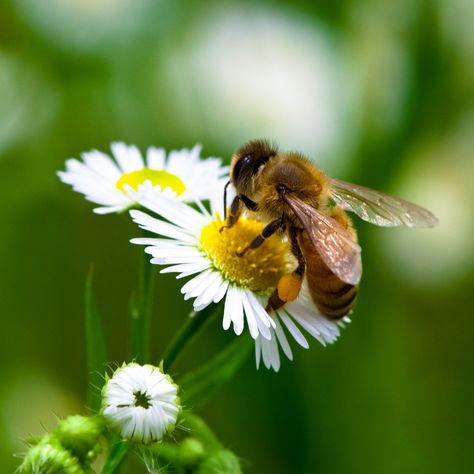 🌼🐝 Bees and flowers – a magical connection in nature! As bees visit each flower to gather nectar, they perform pollination that allows plants to bloom and bear fruit. Each visit by a bee is a small step in preserving our ecosystem. Let's protect the bees and enjoy a beautiful, thriving environment! 🌻🍯 Small Step, Ecosystem, In Nature, Bee, Fruit, Plants, Flowers, Nature