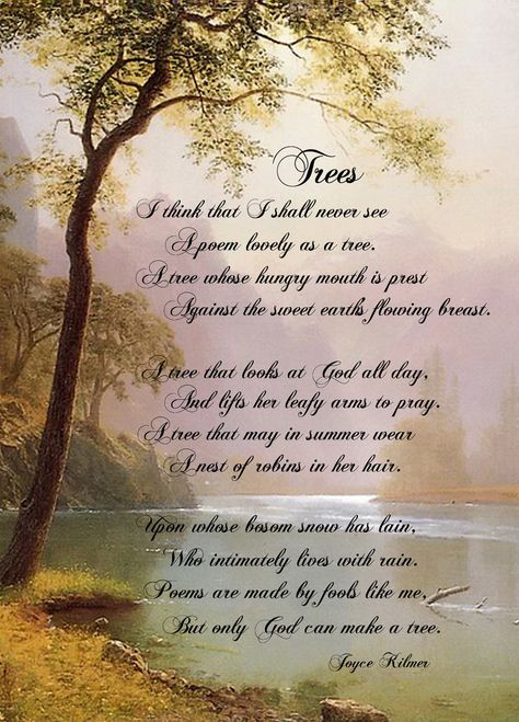 "I think that I shall never see a poem lovely as a tree..." <3 Joyce Kilmer Illustrated Trees, Joyce Kilmer, Tree Poem, Childrens Poems, Tree Quotes, Trees Art, Inspirational Poems, School English, A Poem