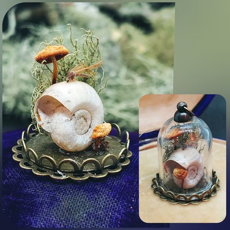 Snail Shell In Resin, Snail Shell Crafts, Tree Lichen, Dehydrated Mushrooms, Diy Terrariums, Creepy Crafts, Shell Tree, Insect Specimen, Oddities Decor