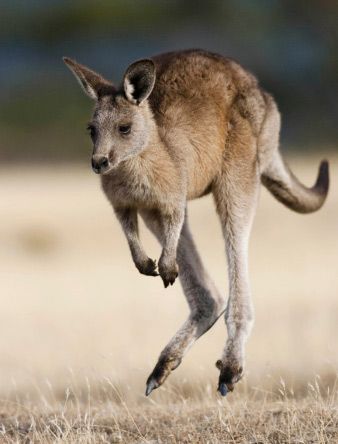 Weird But True Facts, Kangaroo Jumps, Hybrid Animals, Elephant Shrew, Wild Animals Photos, Australia Animals, Weird But True, Baby Koala, Water Animals