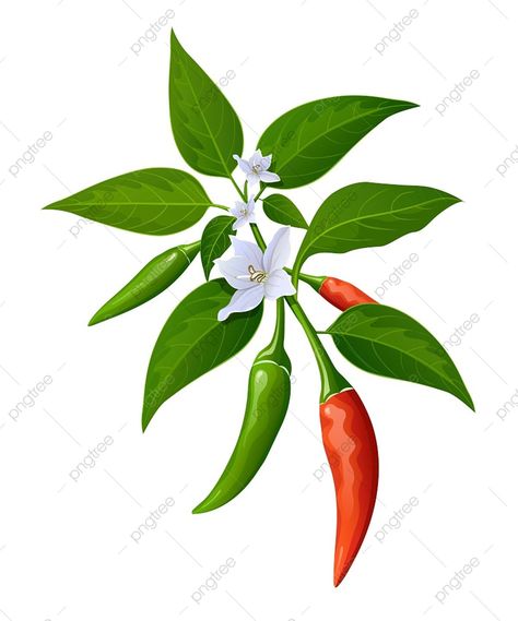 Chili Pepper Clipart, Fruit Tattoo, Food Png, Map Background, Red Chili Peppers, Chili Red, Pepper Plants, Free Cartoons, Green Vegetables