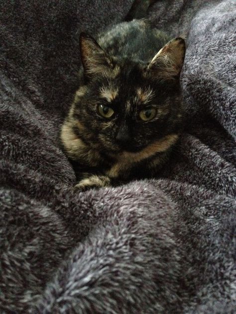 Tortie Kitten, Tortie Cats, Rare Cats, Tortoise Shell Cat, New Cat, Calico Cat, Domestic Cat, Cat Litter, Cat Tattoo