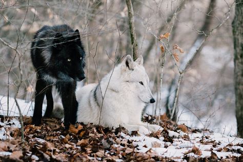 Wolf Couple Aesthetic, Two Wolves Story, Wolf Couple, The One You Feed, Dragon Oc, Native American Legends, Two Wolves, Fantasy Wolf, Wolf Wallpaper