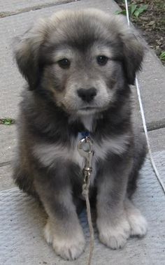 Labradoodle husky mix....David and I saw one in real life and it was the cutest German Shepherd Husky Mix, Golden Retriever Husky, Pretty Puppies, German Shepherd Husky, Gorgeous Animals, Golden Retriever Mix, Söt Katt, Dogs Funny, Husky Mix