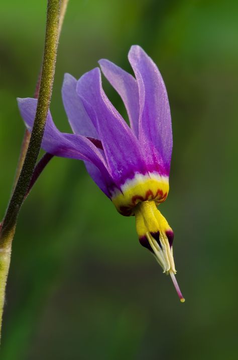 Shooting Star Flower, Wyoming Wildflowers, Wildwood Flower, Pretty Tattoo, California Wildflowers, Columbine Flower, Flowers Growing, Star Family, Wild Plants