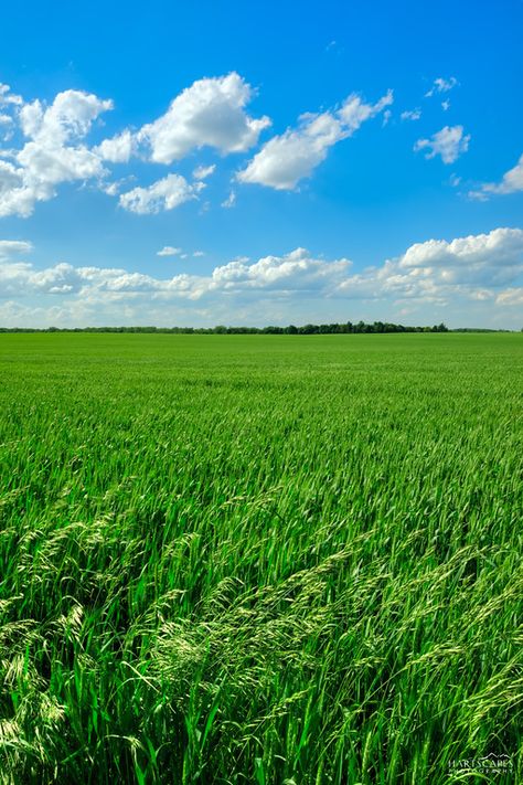 Wheat Field, Wheat Fields, Amazing Nature Photos, Pure Michigan, Landscape Wallpaper, Beautiful Smile Women, Landscape Photos, Amazing Nature, Nature Photos