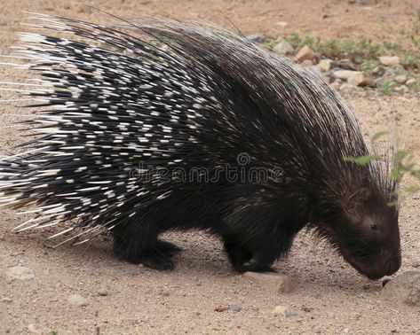 Crested Porcupine, Stunning Nature, Wood Animal, Extinct Animals, Silly Animals, Hedgehogs, African Animals, Portraits From Photos, Cat Portraits