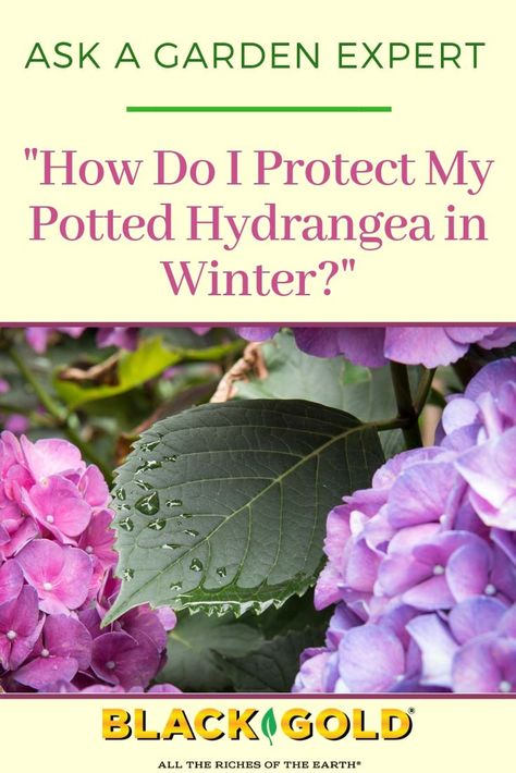 Question: “What am I supposed to do with my potted hydrangea in the winter? It’s too big to move around. It lost all its leaves. Is that normal?" Answer: "Most hydrangeas are deciduous, which means they drop their leaves in winter. Potted specimens are most often..." #hydrangeas #winter #pots #protection How To Care For Potted Hydrangeas In Winter, Overwintering Hydrangeas In Pots, How To Care For Hydrangeas In A Pot, Hydrangea In Winter, Hydrangea Winter Care, Potted Hydrangea Care, Potted Hydrangea, Pee Gee Hydrangea, When To Prune Hydrangeas