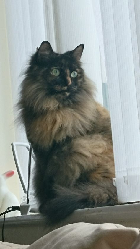 Long haired tortoiseshell cat, siberian Long Haired Cat, Siberian Cat Tortie, Dilute Tortoiseshell Cat, Long Hair Tortoise Shell Cat, Long Haired Cats, Types Of Cats, Siberian Cat, Tortoise Shell Cat, Cat Oc