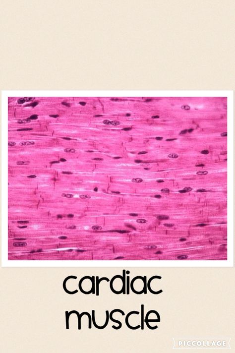 Cardiac Muscle Cells Microscope, Cardiac Muscle Cell, Cardiac Muscle, Hyaline Cartilage, Smooth Muscle Tissue, Histology Slides, Cells And Tissues, Peripheral Nerve, Microscopic Images