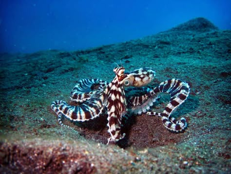 Mimic Octopus Octopus Swimming, Octopus Photos, Mimic Octopus, Marine Creatures, Painting References, Sea Plants, Undersea World, Underwater Photographer, Octopus Art