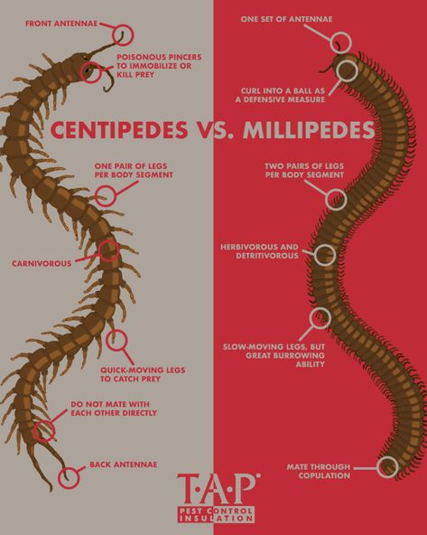 Millipede Aesthetic, Millipede Pet, Pet Millipede, Centipede Aesthetic, Centipede Oc, Millipede Tattoo, Human Body Vocabulary, Centipede Tattoo, Animal Infographic