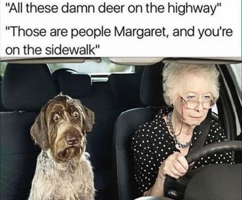 It’s an Art to Know When to Stop… – Ukrainian in Philly Senior Humor, Old Lady Humor, Funny Car Memes, Humor Mexicano, Dog Pics, It's Funny, Old Lady, Very Funny Pictures, Funny Animal Memes