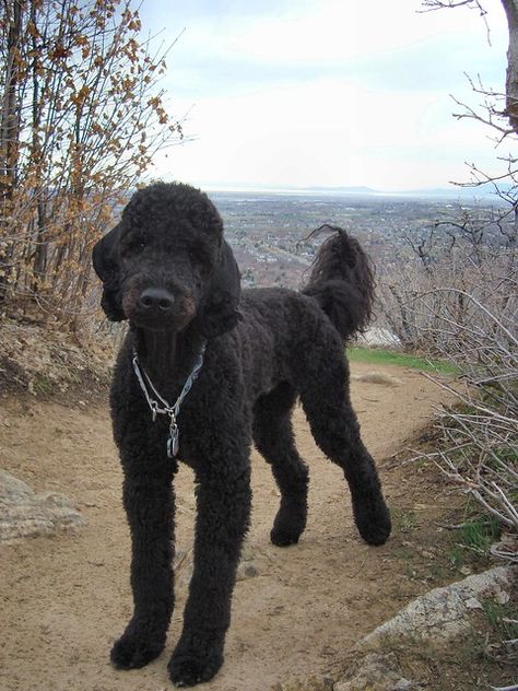 Standard Poodle Teddy Bear, Doodle Face, Black Standard Poodle, Poodle Hair, Poodle Toy, Poodle Miniature, Poodle Cuts, What Kind Of Dog, Kinds Of Dogs