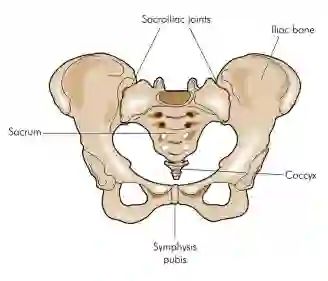 Study: Criteria for SI Joint Fusion Surgery May Be Too Strict Pregnancy Back Pain, Pelvic Bone, Referred Pain, Chronic Lower Back Pain, Sciatica Pain, Joints Pain Relief, Leg Pain, Hip Flexor, Sciatica