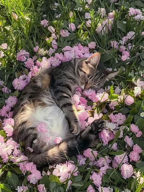 Söt Katt, Cute Cats Photos, Pretty Animals, Silly Animals, Cat Sleeping, Cat Person, Cat Aesthetic, Silly Cats, Cute Creatures