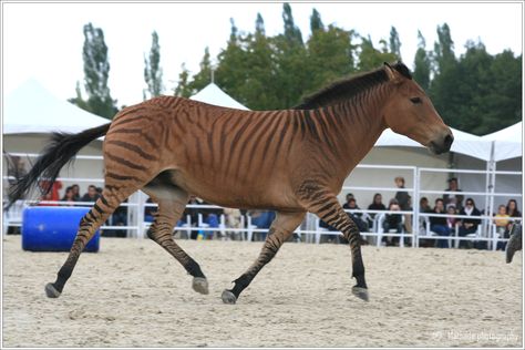 It's a zorse!  A cross between a zebra & a horse.  I saw one of these at The Creation Museum & they are AMAZINGLY BEAUTIFUL!!! Horse Mate, Zebra Horse, Zebra Crossing, Horse Facts, All The Pretty Horses, Pretty Horses, Horse Breeds, Wild Horses, Zebras