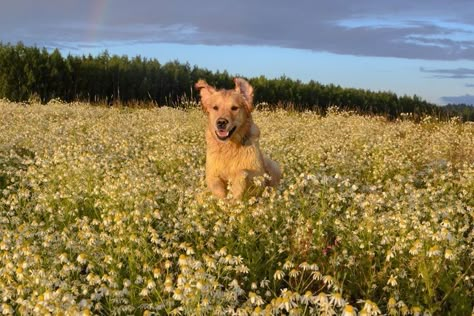 Field Of Daisies, Morning Run, Run Through, Video Editor, Rainbow, Running