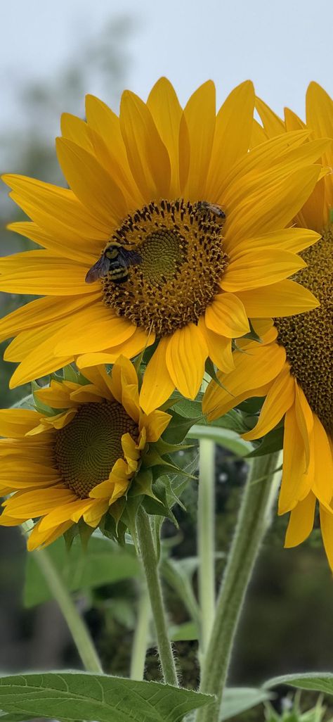 Honey Bees Wallpaper, Bee Project, Sunflower And Bee, Growing Sunflowers, Samsung Notes, Pumpkin Contest, Beautiful Nature Wallpaper Hd, Sun Flowers, Bee Garden