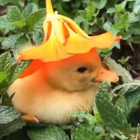 Cutee Animals, Cute Ducklings, Flower Hat, Pretty Animals, Yellow Duck, Cute Animal Photos, Animal Jokes, Cute Creatures, Cute Little Animals