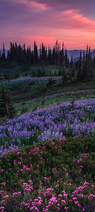 Pastel splendor in the Nisqually Valley of Washington • photo: Bryan Swan on Flickr Foto Art, Pretty Places, Aruba, Barbados, In The Mountains, Amazing Nature, Belize, Trinidad, Beautiful World