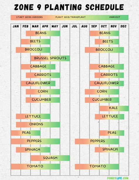 Zone 9 Planting Schedule Vegetables, Zone 9 Planting Schedule, 8b Gardening, Magical Yard, Zone 9 Gardening, Vegetable Planting Calendar, Backyard Raised Garden, Vegetable Planting Guide, Planting Schedule