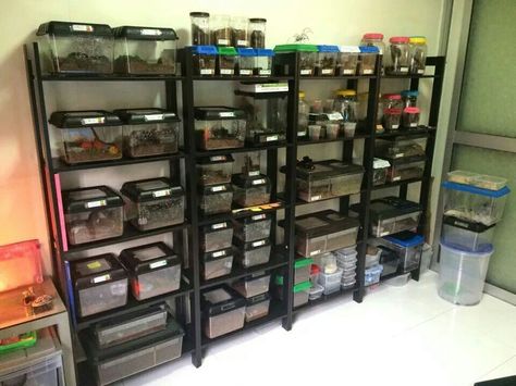 Tarantula room Tarantula Room, Gecko Cage, Crested Gecko Care, Tarantula Enclosure, Pet Enclosures, Terrarium Display, Diy Reptile, Hate Math, Pet Store Ideas