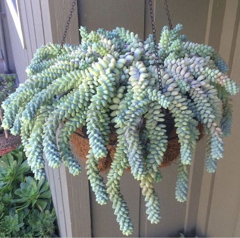 Burrow Tail Succulent Outdoor, Succulent Garden Diy, California Garden, Propagating Succulents, Plant Diseases, Succulents Indoor, Green Heart, Pool Design, Succulent Arrangements