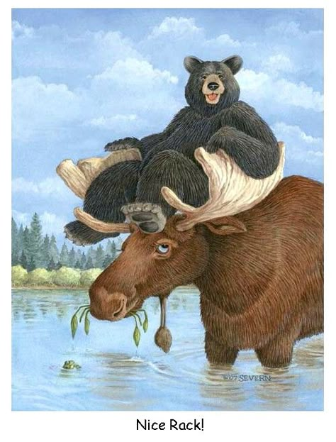 moose and bear | Moose and Bear Nice Rack!                                                                                                                                                                                 More Moose Pictures, Moose Decor, Finding Neverland, Black Bears, Bear Art, Arte Animal, Wildlife Art, Black Bear, Wild Life