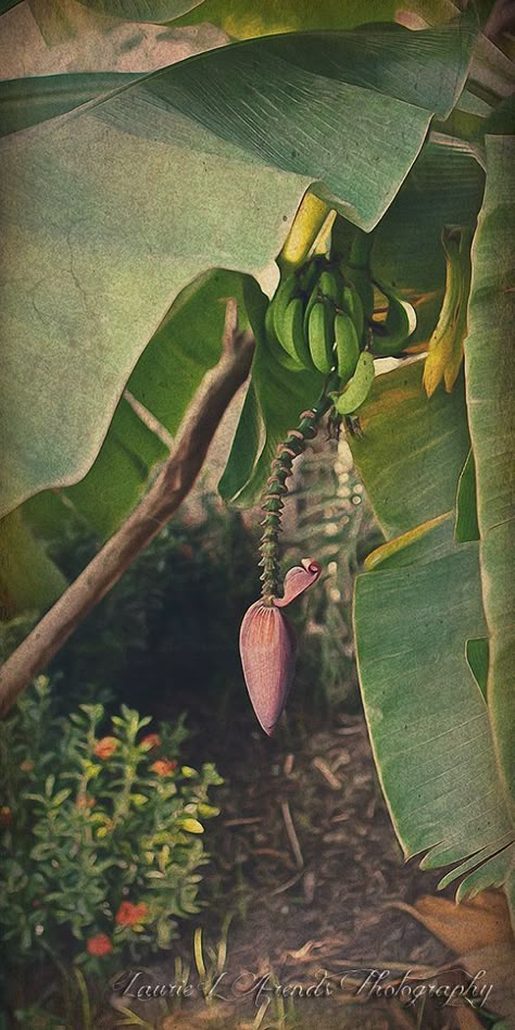 British Colonial Artwork, Colonial Artwork, Tropical British Colonial, Caribbean Decor, Tropical Villa, Banana Trees, British Colonial Decor, Art Leaves, Tropical Nature